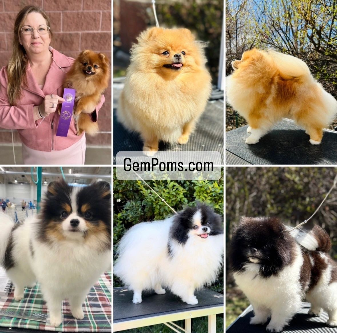 pomeranian breeders colorado