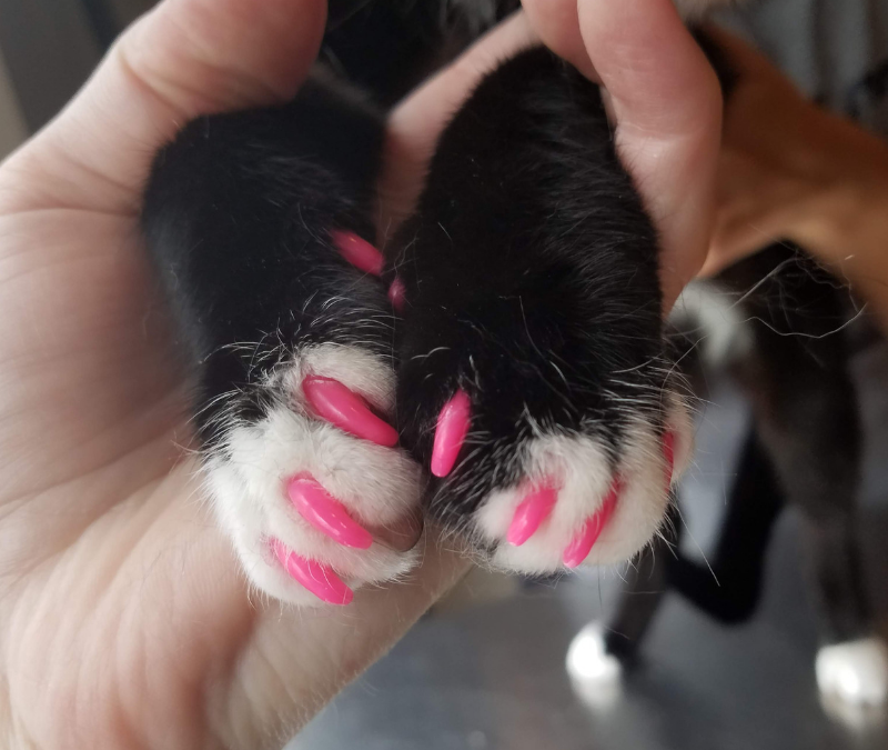 kitty nail caps