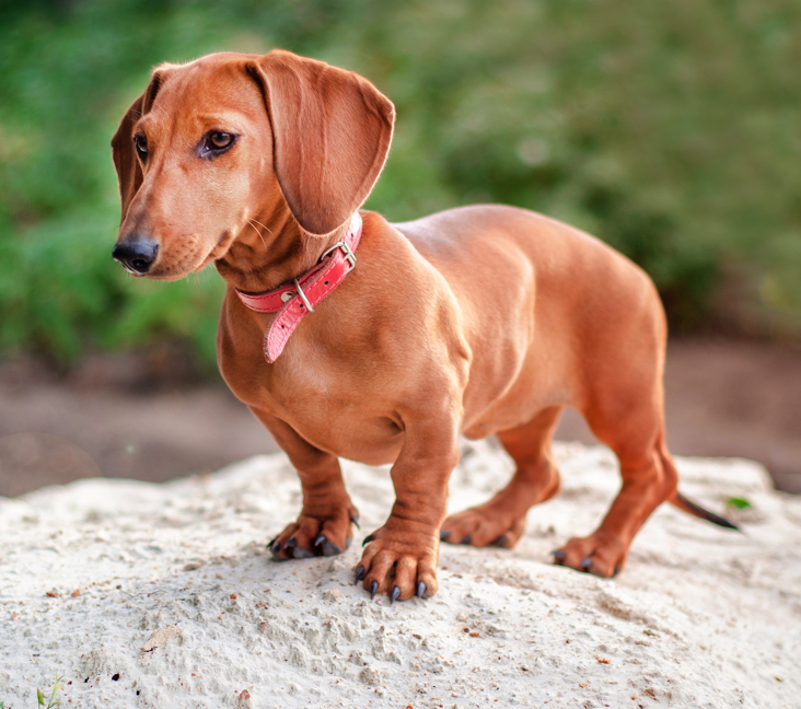 dachshund puppies for sale in kansas