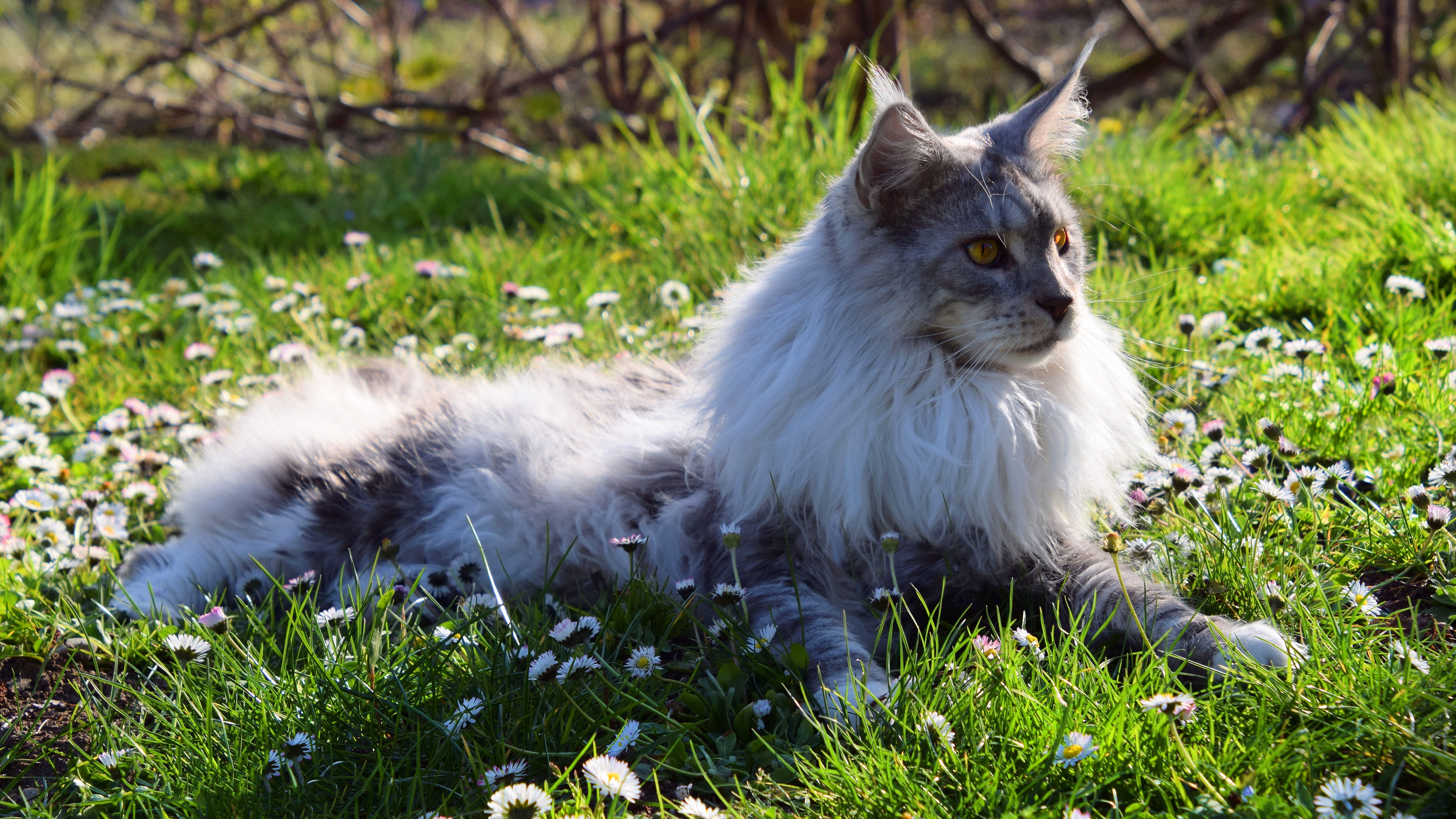 maine coon wallpaper hd