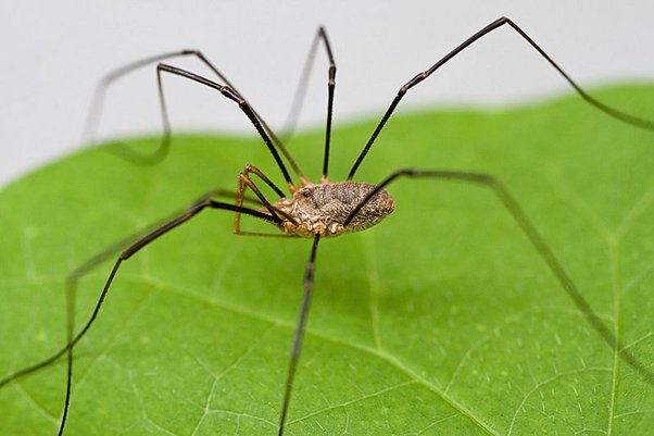 daddy long legs lifespan