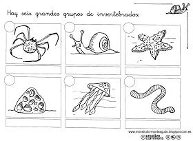 animales invertebrados para colorear