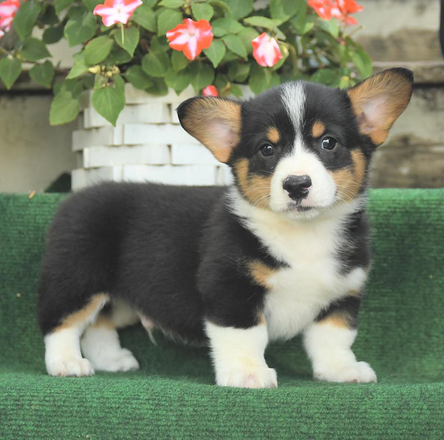 corgi puppy for sale