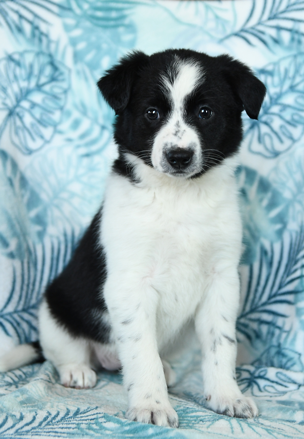 border collie puppies for sale near me