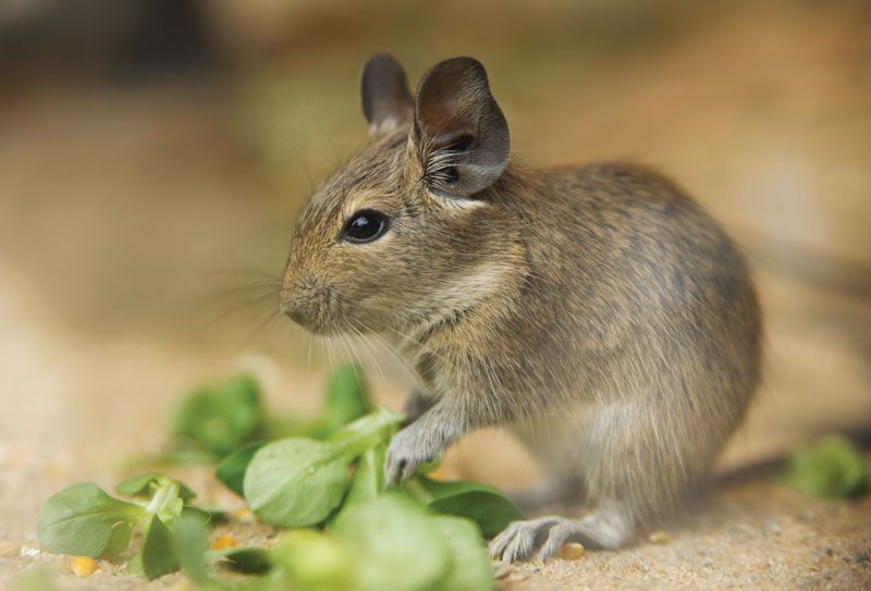 degu lifespan