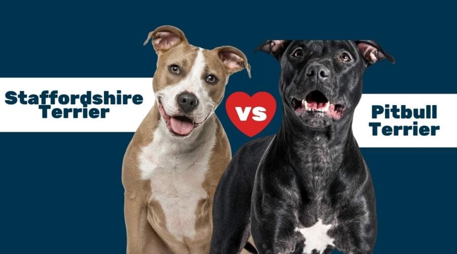 apbt vs staffordshire terrier