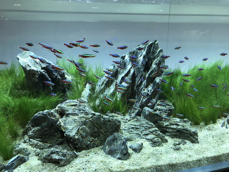 aquascape fish tank