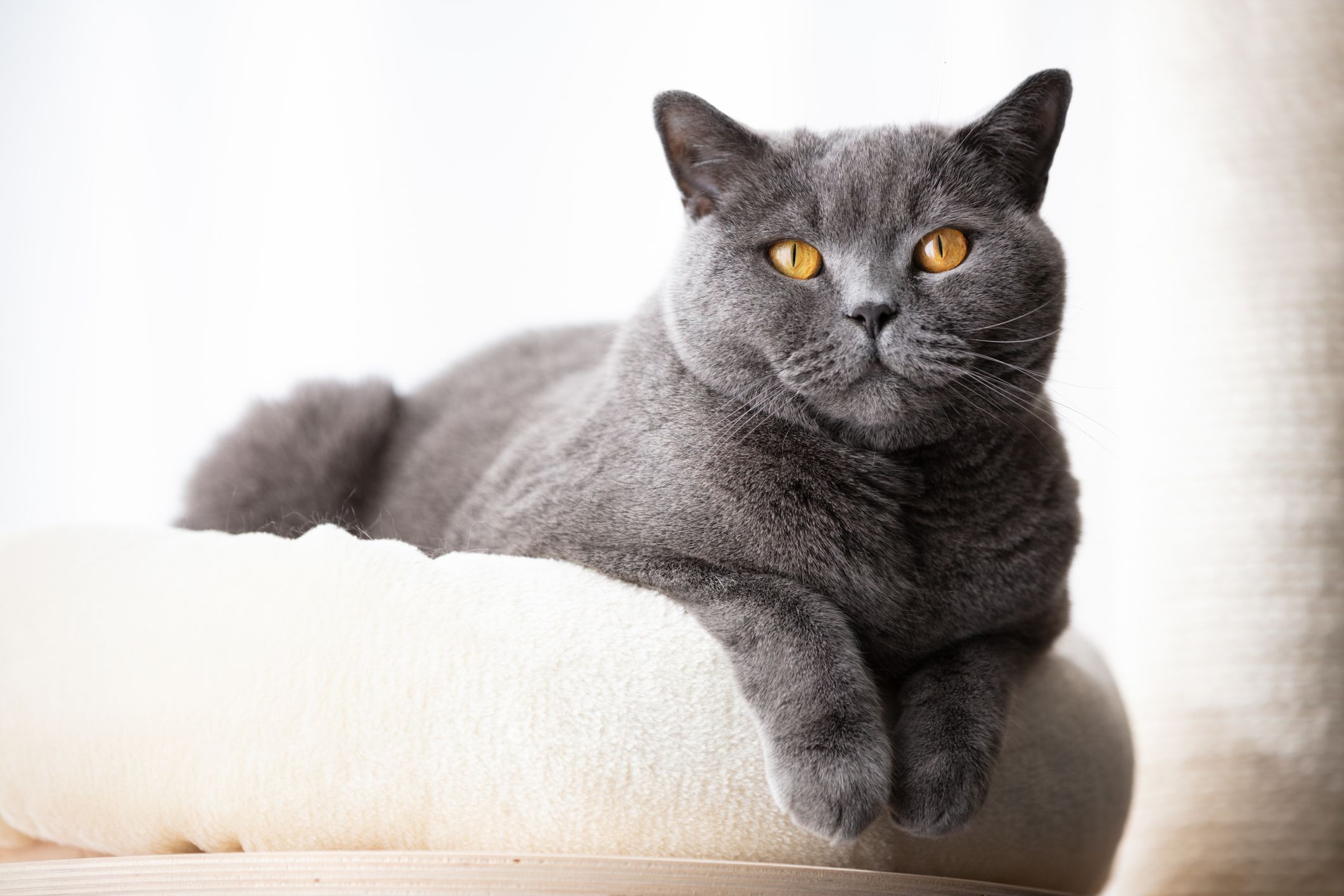 british blue cat lifespan