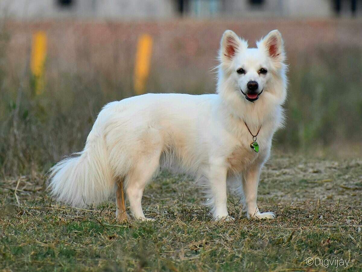 pomeranian dog price in india