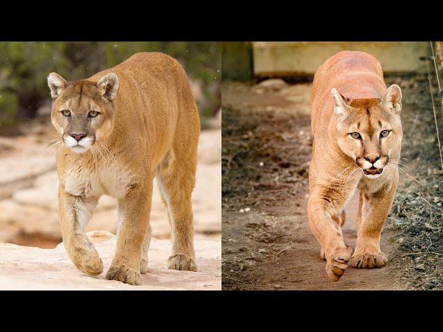 puma vs cougar vs mountain lion