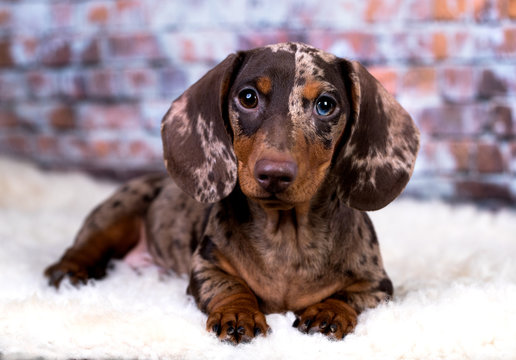 rabbit dachshund for sale