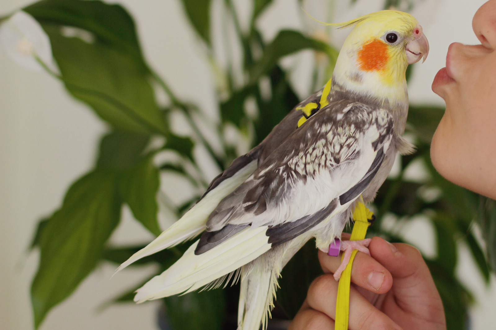 unique male cockatiel names