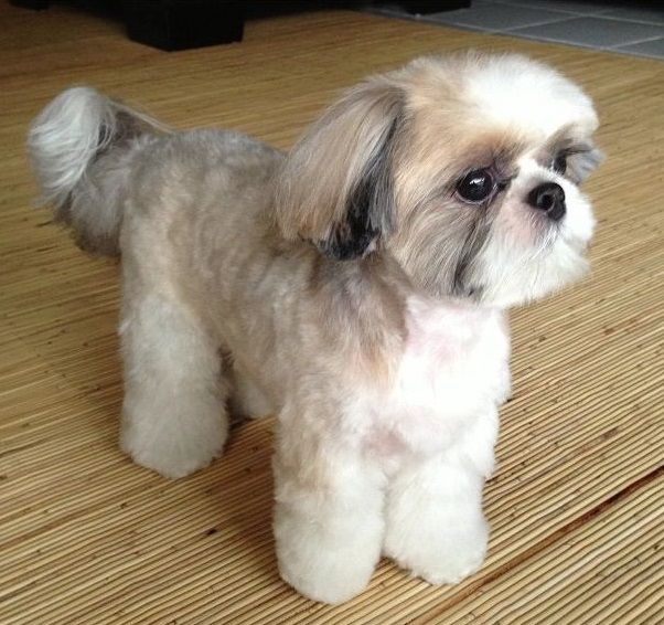 shih tzu with puppy cut