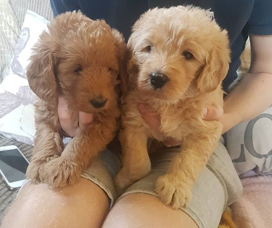 miniature labradoodle for sale