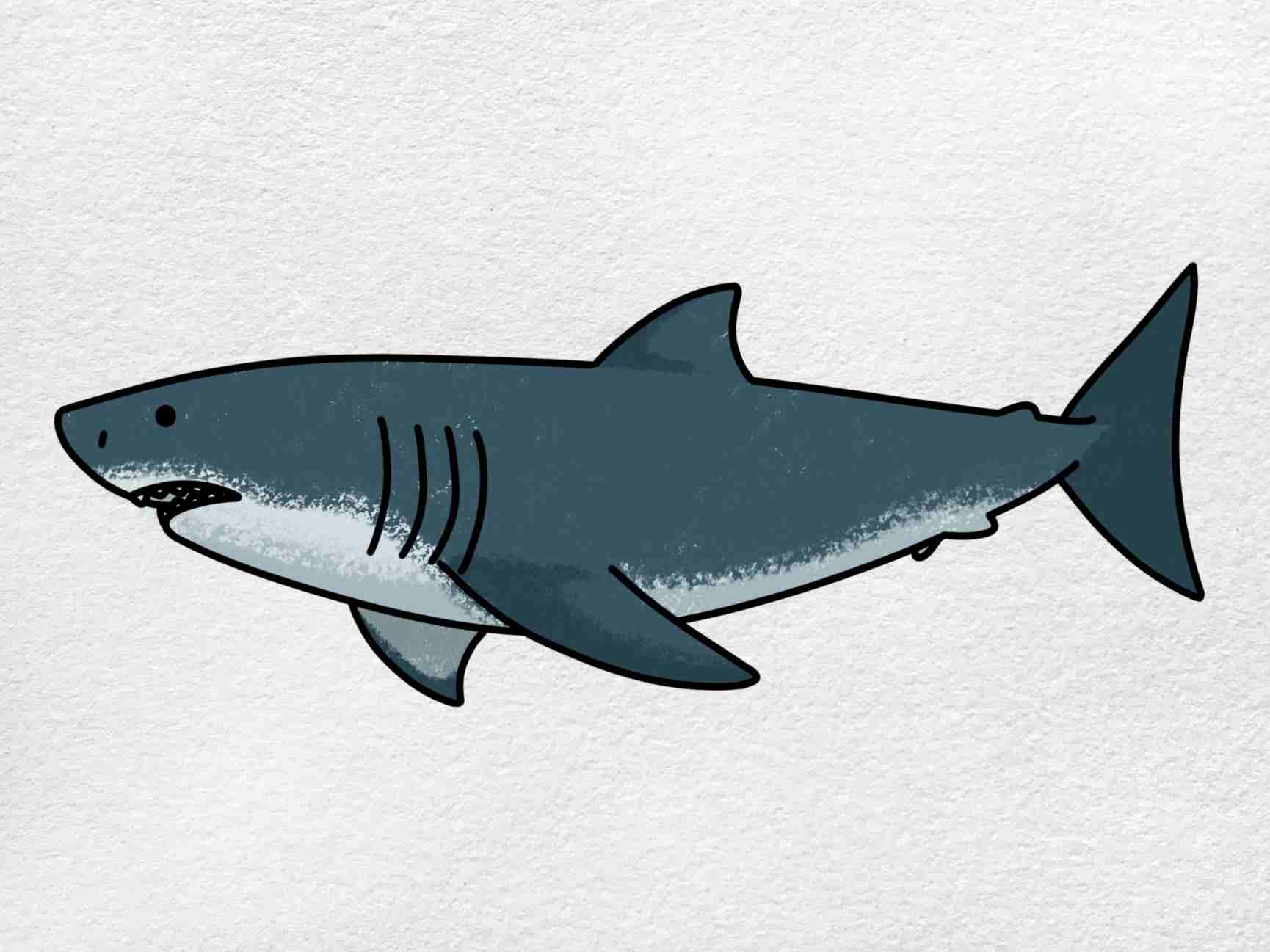 shark drawing easy