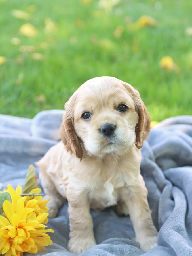 american cocker spaniel puppies for sale