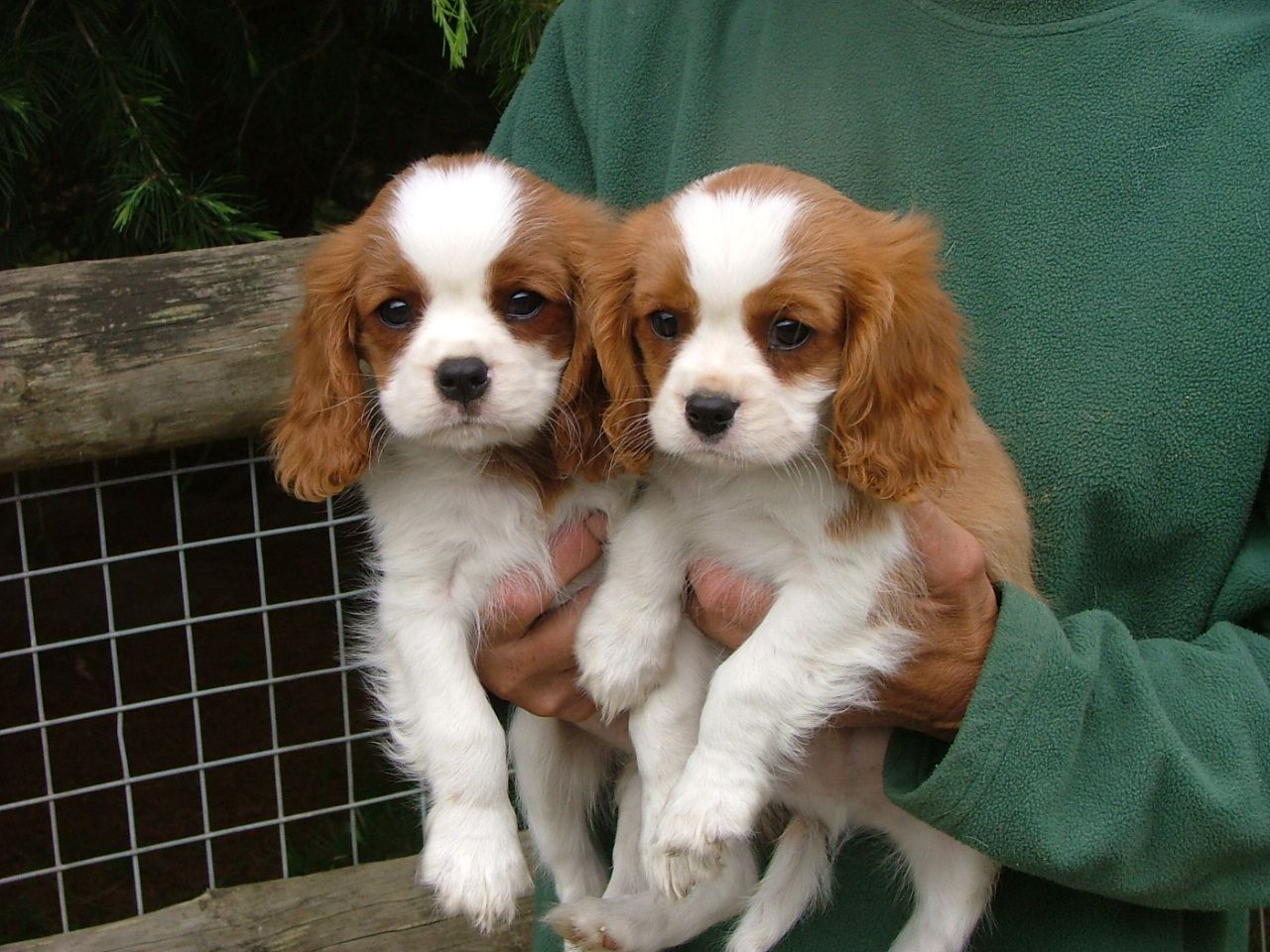 cavalier dog price