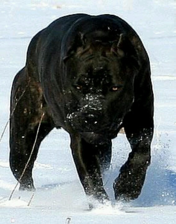 cane corso nieve