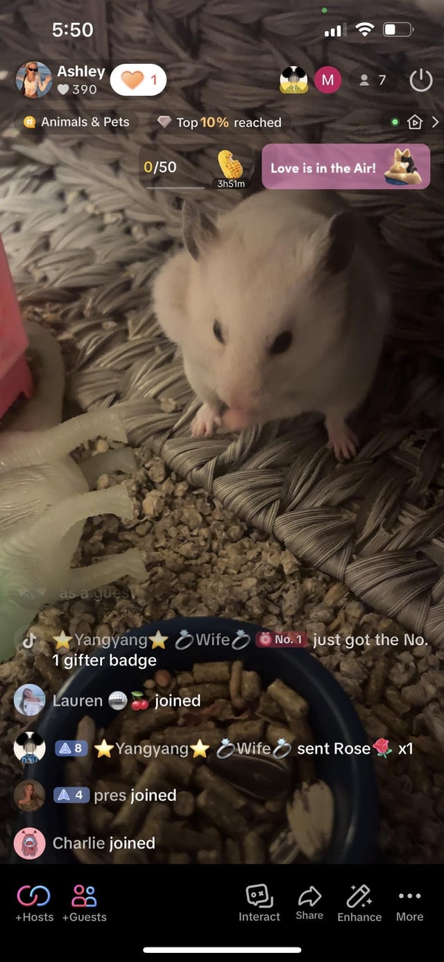 hamster live cams