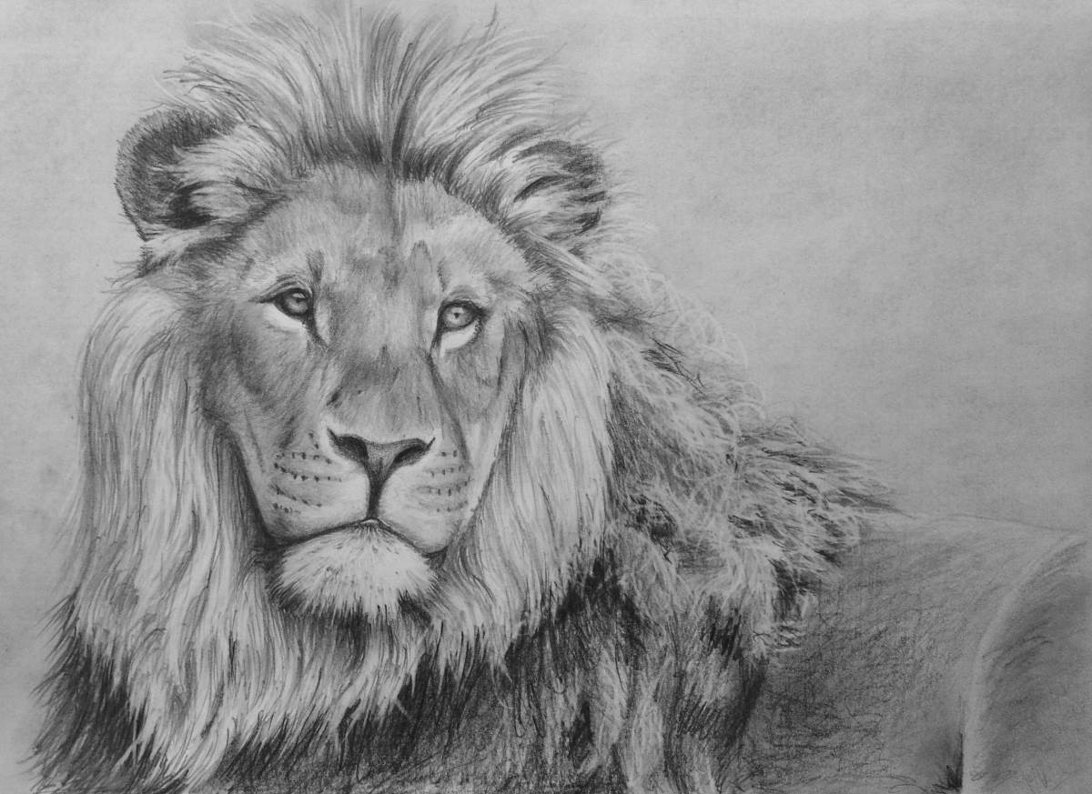 lion image sketch