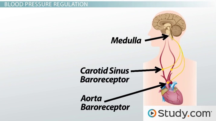 baroreceptors