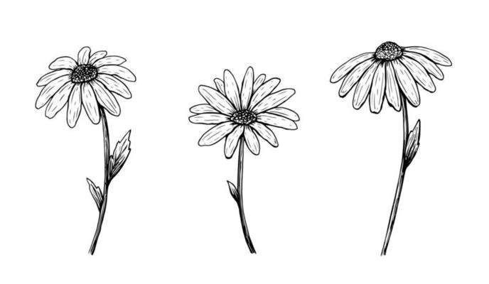 daisy outline drawing