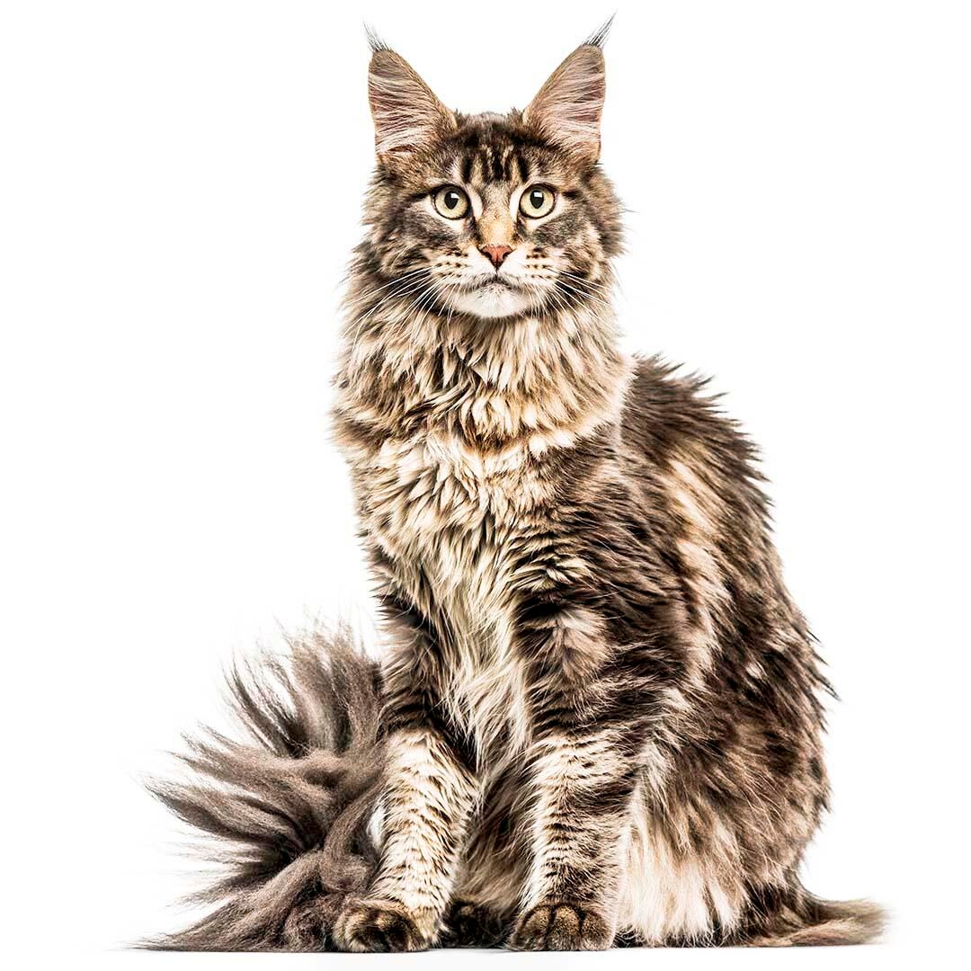 pictures of a maine coon