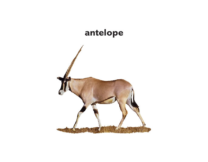 antelope pronunciation