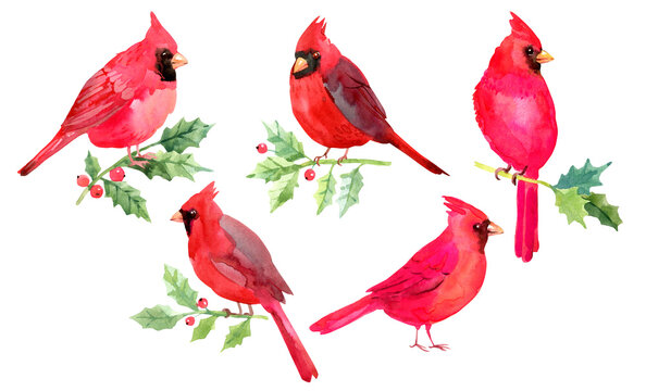 cardinal clip art