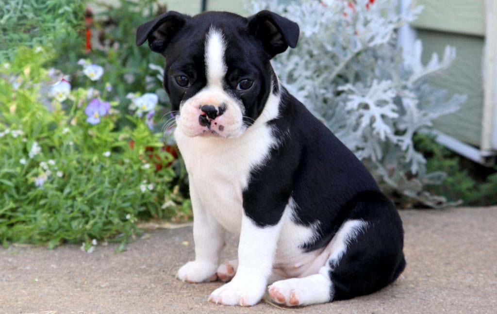 boston terrier puppies for sale near me