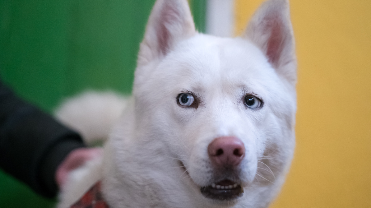 white husky with blue eyes