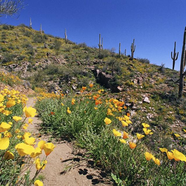 maricopa county parks