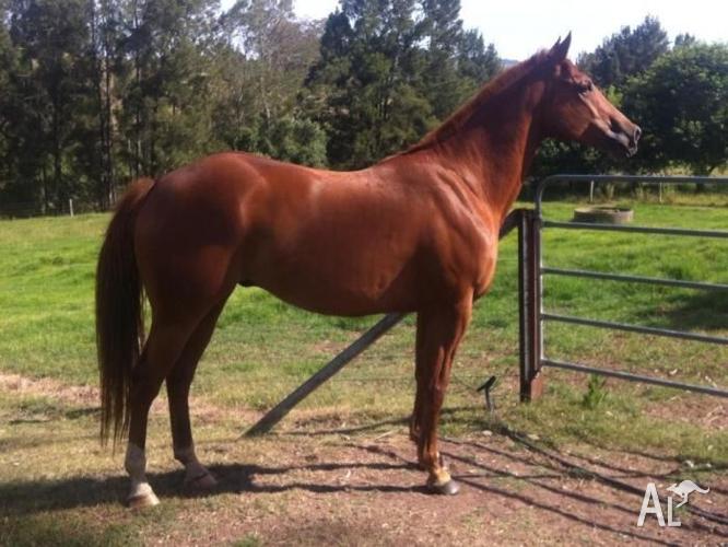 quarter horse for sale nsw