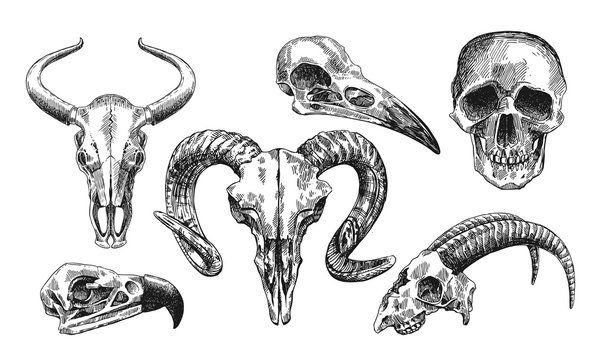 animal skull drawings