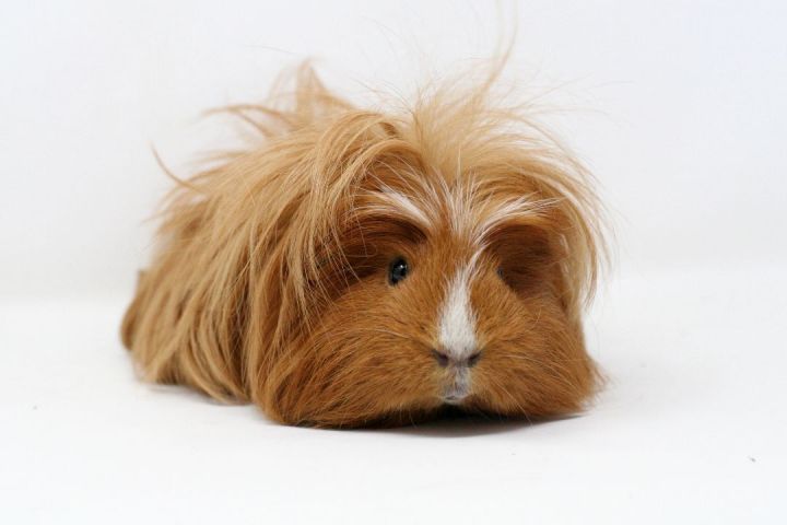 buy guinea pigs near me