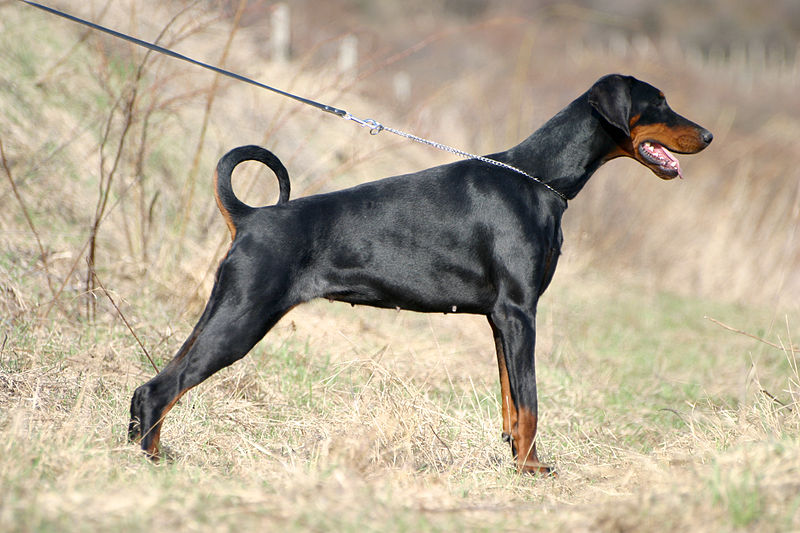 doberman images