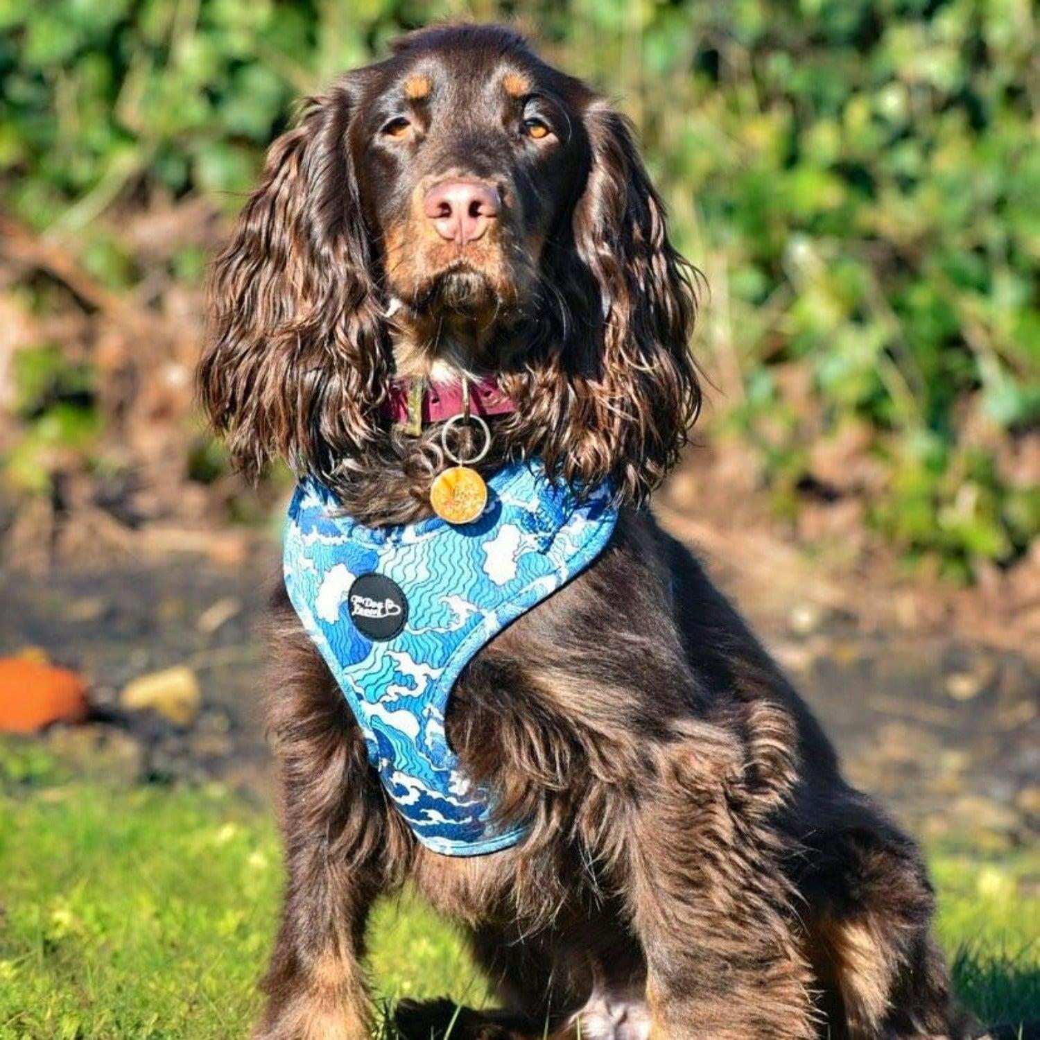 dog harness cocker spaniel