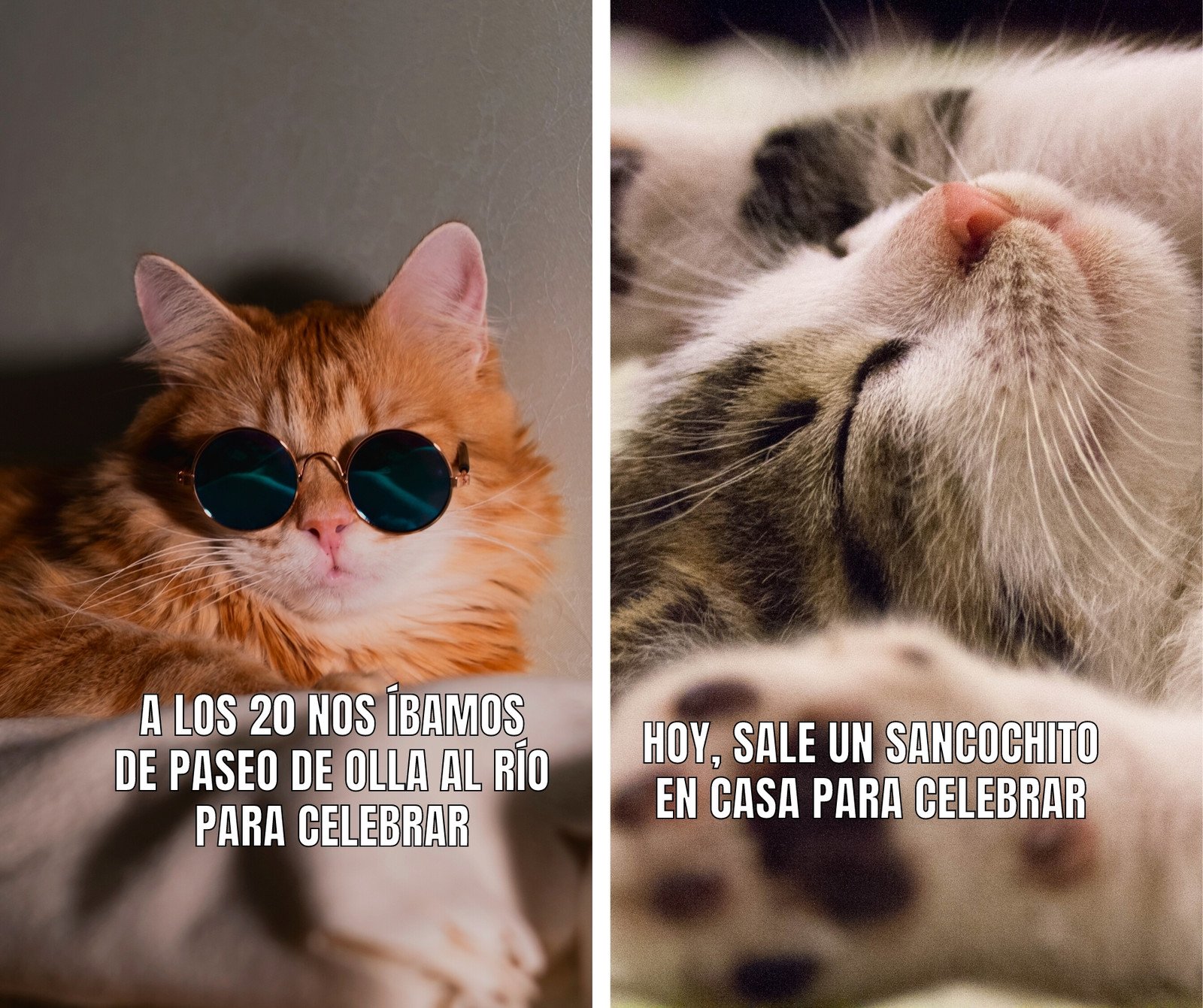 imagenes de memes de gatos