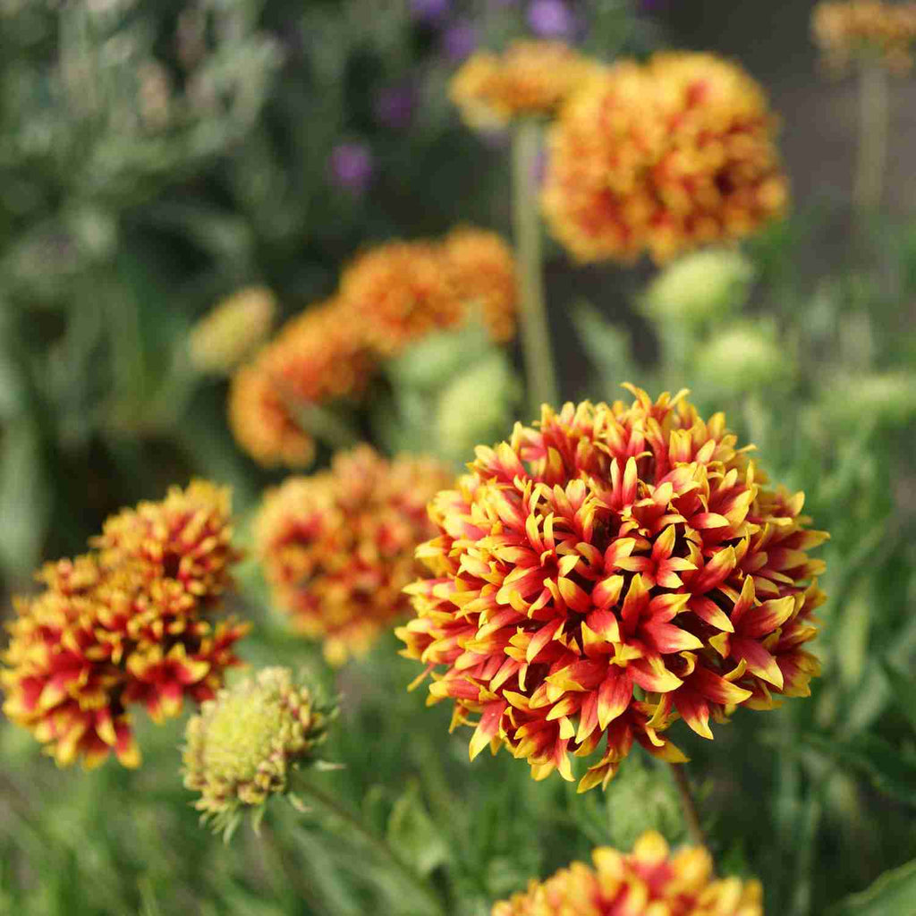 gaillardia flower seeds