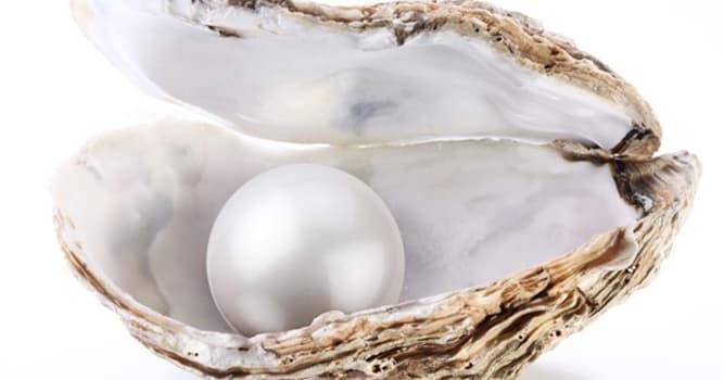 oysters can change genders back and forth