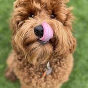 rosebud australian labradoodles