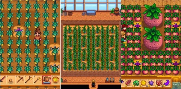 stardew best greenhouse crop