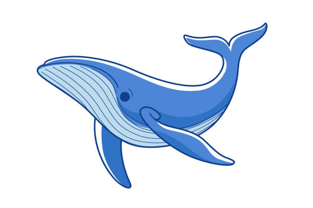 clip art whale