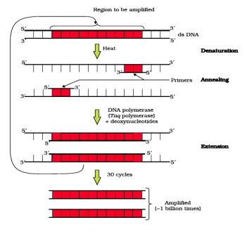 pcr diagram ncert