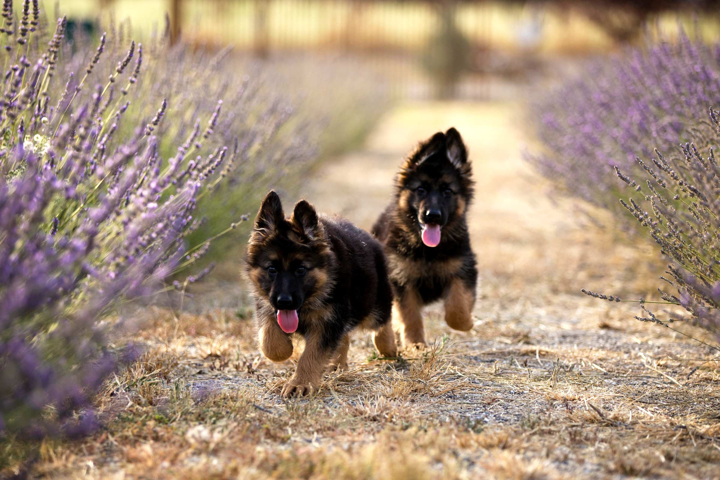 german shepherd puppies for sale