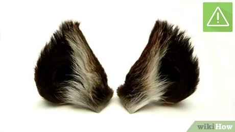 diy wolf ears