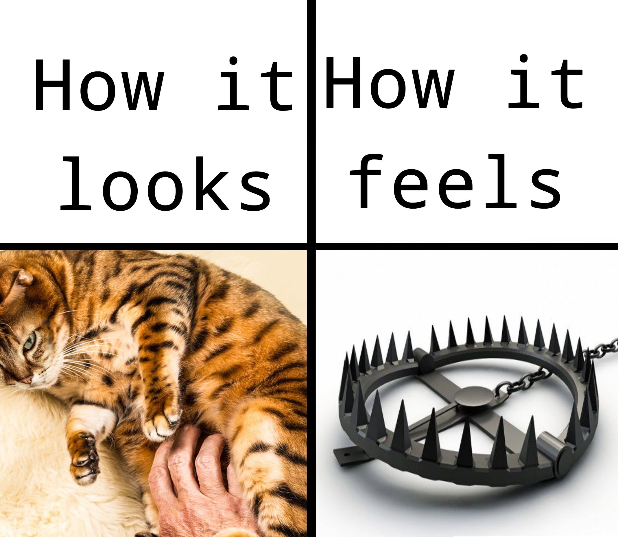 cat belly rub meme