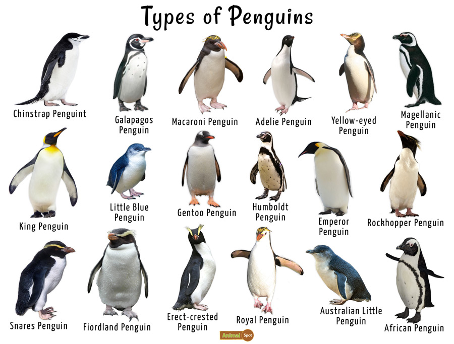 type of penguin 6 letters