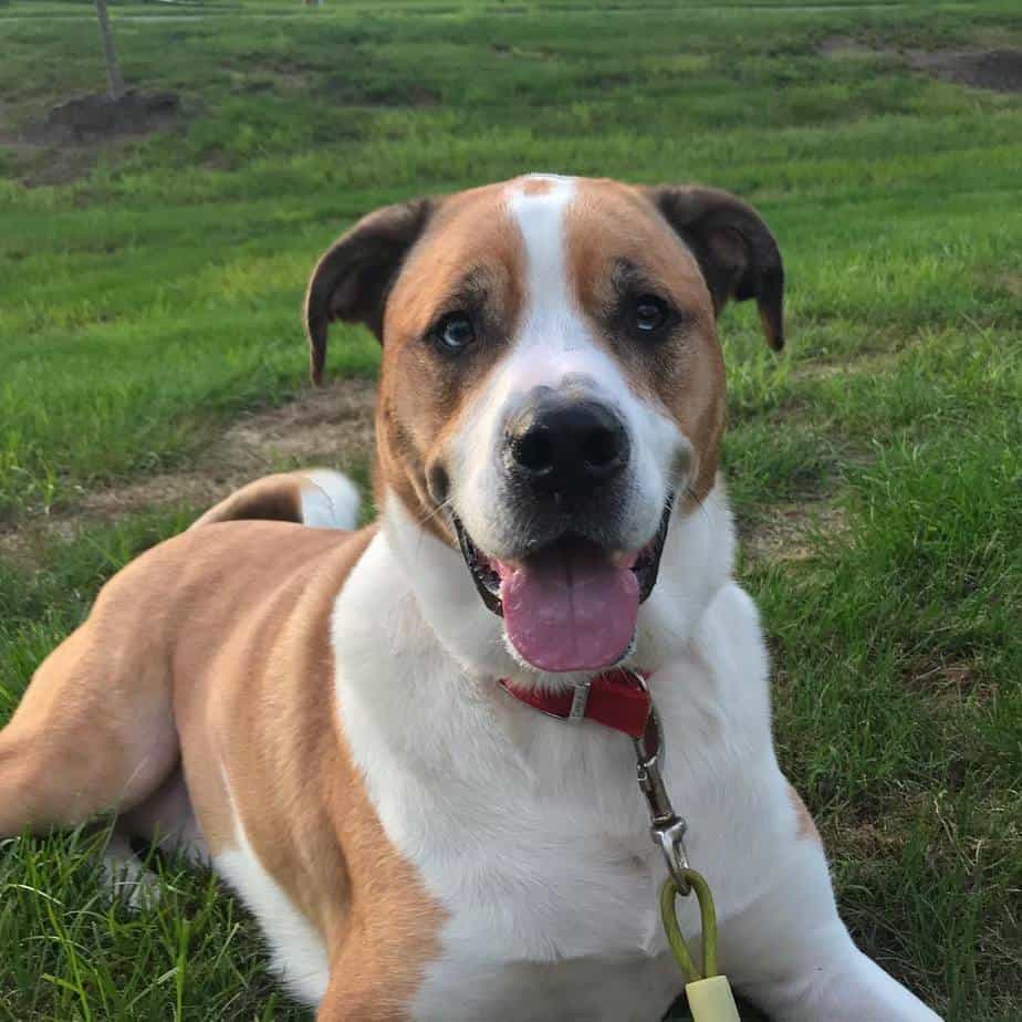 american bulldog mix labrador