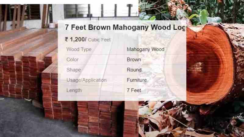 mahogany tree wood price in india